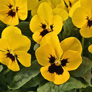 Heirloom Non-GMO Yellow Viola Flower Seeds for Planting – Bright Blooming Flower Seeds