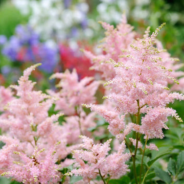 Baby Pink Astilbe Flower Seeds for Planting - Heirloom Seeds for Home Garden, Beautiful Blooms
