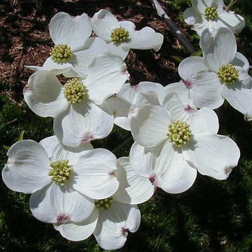 Cornus Florida Seeds for Planting – Organic, Heirloom, Non-GMO Flowering Tree Seeds
