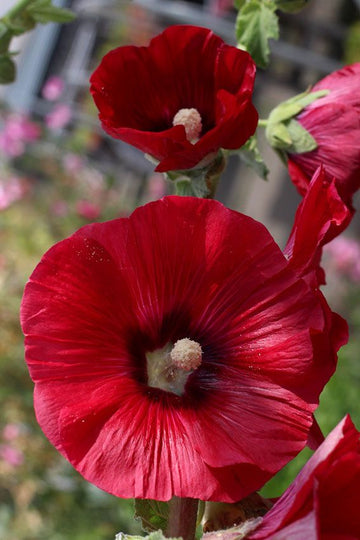 Alcea Red Hollyhock Seeds for Planting – Organic, Heirloom, Non-GMO Flower Seeds