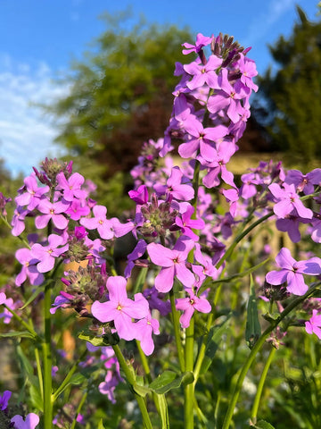 Hesperis Matronalis Flower Seeds for Planting - NON GMO Seeds