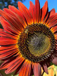 Orange Red Sunflower Seeds for Planting – Bright Blooms for Gardens, Pollinators & Decorative Use