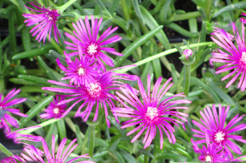 Mittagsblume Flower Seeds for Planting - 100 pcs