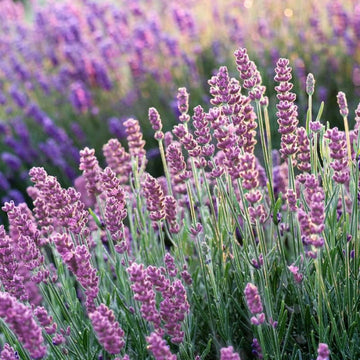 Pink Lavender Marjoram herb seeds – heirloom, non-GMO seeds for planting