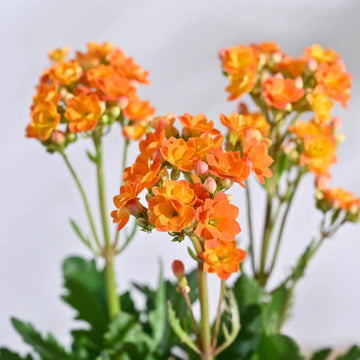 Heirloom Non-GMO Orange Kalanchoe Flower Seeds for Lively Garden Pots and Indoor Planting