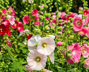 Organic Mixed Danish Hollyhock Flower Seeds for Planting – Heirloom, Non-GMO