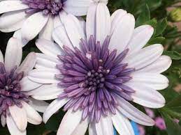 White Purple Omeris Flower Seeds for Planting NON GMO Seeds