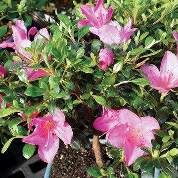 Pink Satsuki Azalea Flower Seeds – Heirloom Non-GMO Flower Seeds for Planting