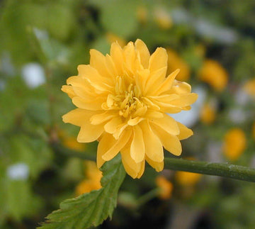 Yellow Kerria Japonica Flower Seeds for Planting - NON GMO Seeds