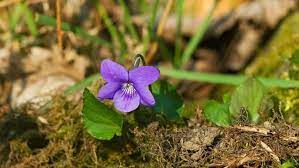 Viola Odorata Plant Seeds Purple for Planting NON GMO Seeds
