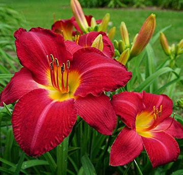 Heirloom Non-GMO Hemerocallis Flower Seeds for Long-Blooming Perennial Garden Planting