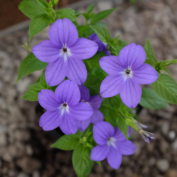 Heirloom Violet Browallia Flower Seeds – Non-GMO Seeds for Shade-Loving Garden Planting