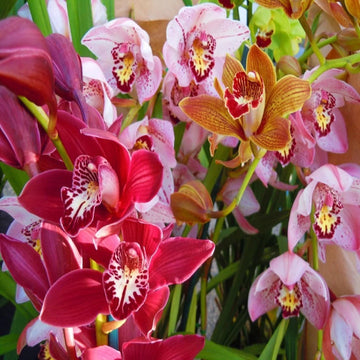 Orchid Cymbidium Flower Seeds - Heirloom Non-GMO Planting Seeds