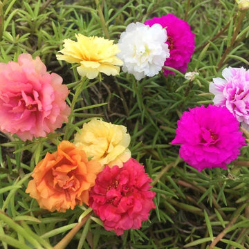 Portulaca Flower Seeds – Heirloom Non-GMO Sun-Loving Blooms for Colorful Garden Planting