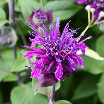 Heirloom Non-GMO Violet Monarda Flower Seeds for Bee-Friendly Cottage Garden Planting