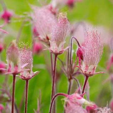 Heirloom Non-GMO Smoke Flower Seeds for Garden Planting – Unique Ornamental Blooms Variety