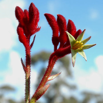 Heirloom Anigozanthos Flower Seeds, Non-GMO Kangaroo Paw Blooms for Exotic Garden Planting