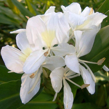 White Ginger Lily (Hedychium coronarium) Flower Seeds for Planting – Heirloom and Non-GMO Garden Seeds