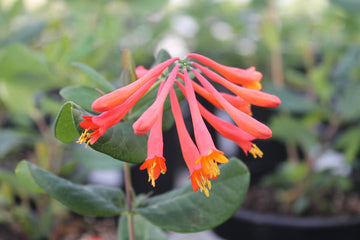 Honeysuckle Flower Seeds for Garden Planting - NON GMO Seeds