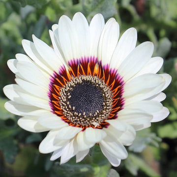 White Sunflower Flower Seeds for Planting – Rare Blooming Variety for Garden Charm