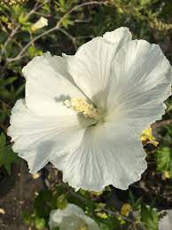 White Sharon Rose Plant Seeds for Planting - Non-GMO Heirloom Garden Seeds for Growing
