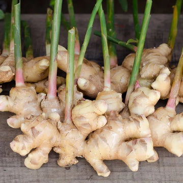 Heirloom Non-GMO Brown Ginger Flower Seeds for Garden Planting – Rare Exotic Blooms Variety
