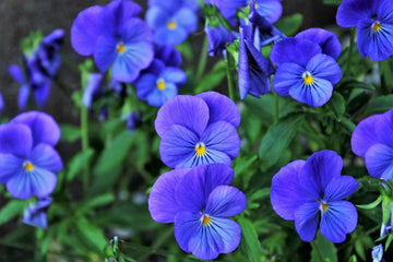 Pansy Blue Seeds for Planting – Organic Heirloom Non-GMO Flower Seeds