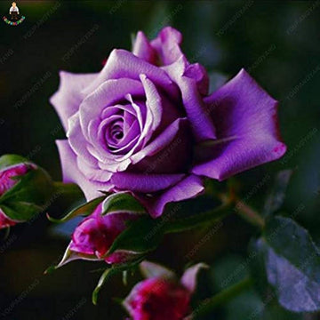 Violet Rose Edge Plant Seeds for Planting Non-GMO Heirloom Garden Seeds for Growing Beautiful Flowers