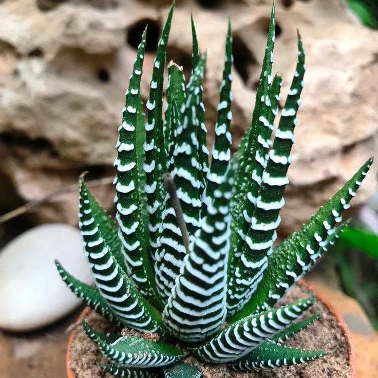 Green white aloe vera Aloe barbadensis seeds for medicinal garden