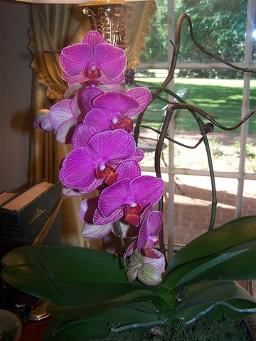 Phalaenopsis Orchid Flower Seeds, Heirloom, Non-GMO Exotic Blooms for Planting