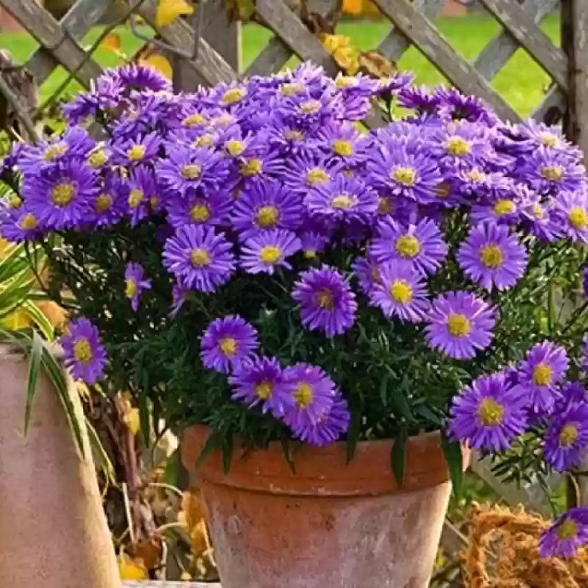 Heirloom Non-GMO China Aster Flower Seeds for Planting – Beautiful Blooming Garden Seeds - Non-GMO for planting in home garden