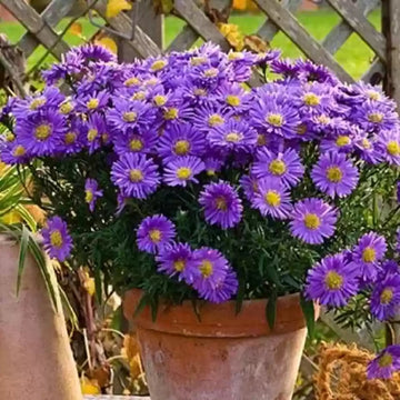 Heirloom Non-GMO China Aster Flower Seeds for Planting – Beautiful Blooming Garden Seeds