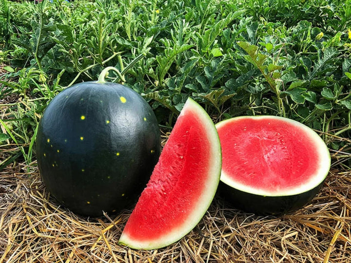 Black Watermelon Fruit Seeds for Garden Cultivation 100 Pcs pcs