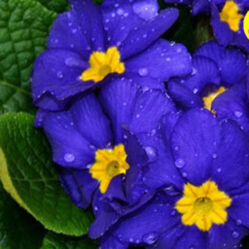 Heirloom Non-GMO Primula Malacoides Flower Seeds for Planting – Blue and Yellow Charming Blooms