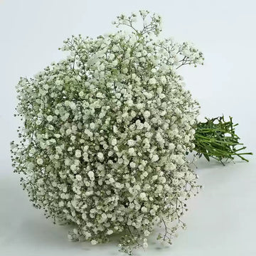 Peach Gypsophila Flower Seeds for Planting â€“ NON GMO Seeds