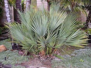 Green Nannorrhops Ritchiana Plant Seeds for Planting - NON GMO Seeds