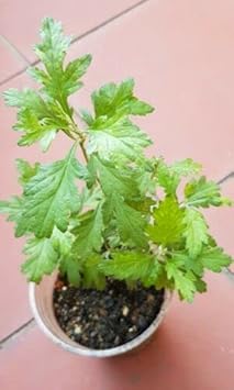 Artemisia Argyi Planting Seeds - Non-GMO, Heirloom for planting in home garden