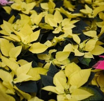Heirloom Non-GMO Light Yellow Poinsettia Flower Seeds for Planting – Unique Festive Blooming Seeds