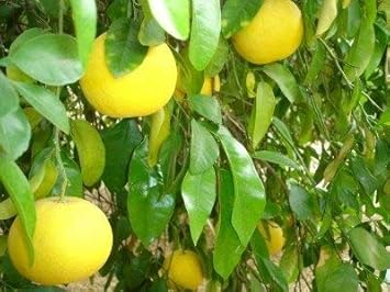 Fresh Orange Fruit Seeds for Planting Light Yellow 100 Pcs pcs