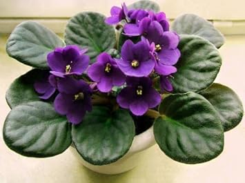 Violet African Violet Flower Seeds – Heirloom, Non-GMO Seeds for Planting Indoor Blooms