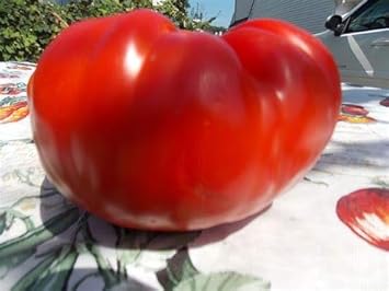 Big Tomato Vegetable Seeds for Planting – Red Heirloom Variety 100 Pcs pcs