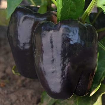 Black Bell Pepper Seeds for Planting-Heirloom & Non-GMO Seeds for planting