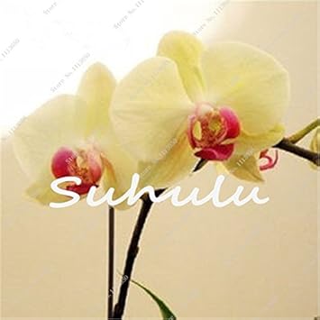 Heirloom Yellow Phalaenopsis Orchid Flower Seeds – Non-GMO Exotic Blooms for Planting