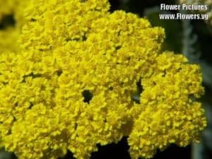 Heirloom Yellow Achillea Millefolium Flower Seeds for Planting, Non-GMO