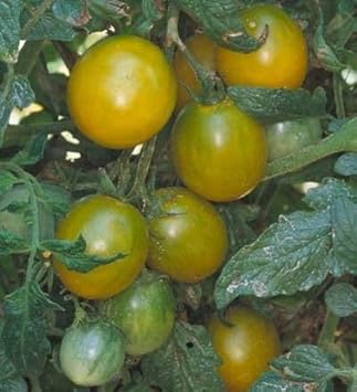 Green Tomato Seeds for Planting - Fresh Vegetable - heirloom & Non GMO Seeds