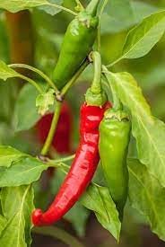Cayenne Pepper Capsicum annuum seeds for garden planting