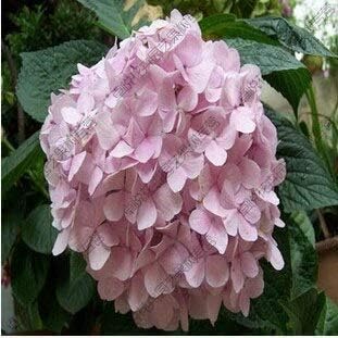 Light Yellow Univalve Geranium Flower Seeds