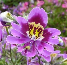 Purple Schizanthus Flower Seeds for Planting - 100 pcs