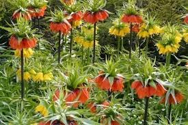 Crown Imperial Flower Seeds for Planting - NON GMO Seeds