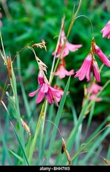 Pulcherrimum Flower Seeds for Planting NON GMO Seeds